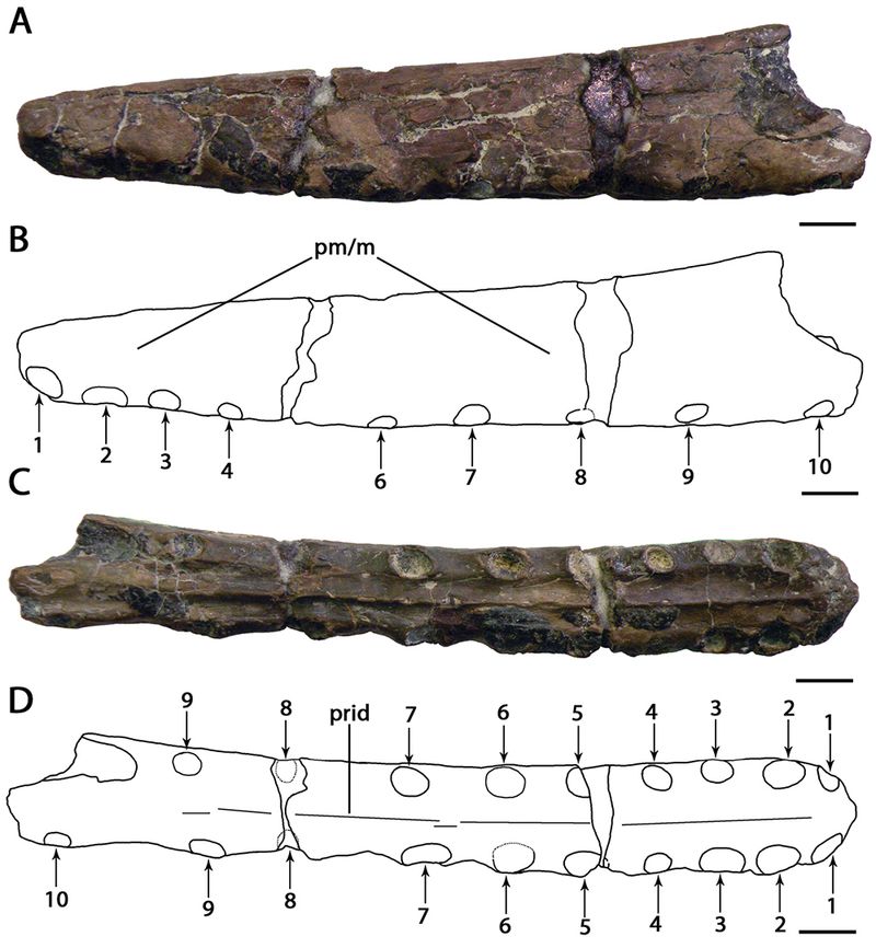 Camposipterus — Ptérosaures