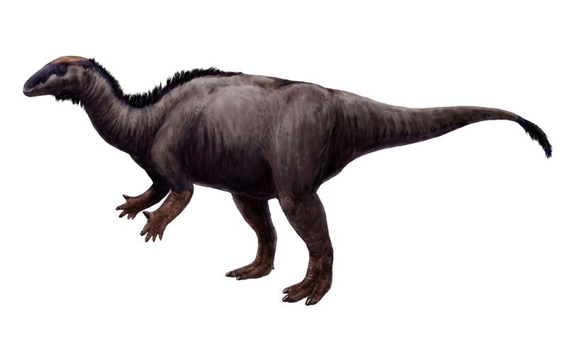 Camptosaurus — Autres ornithischiens