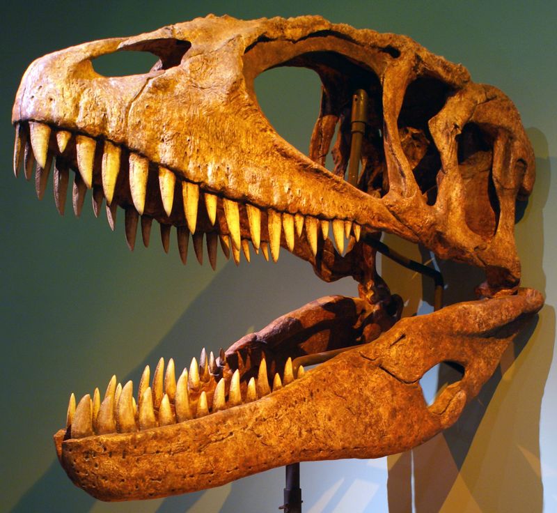Carcharodontosaurus — Théropodes