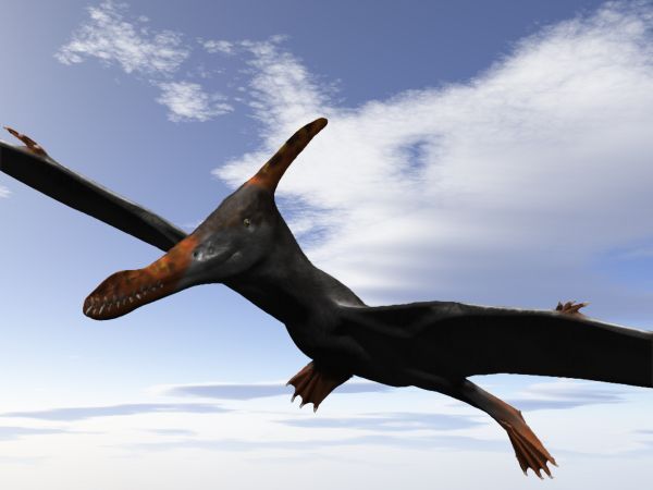 Caulkicephalus — Ptérosaures
