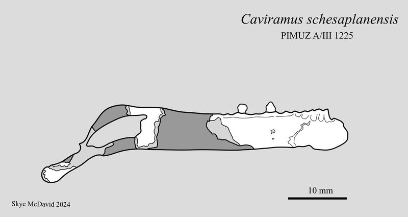 Caviramus — Ptérosaures