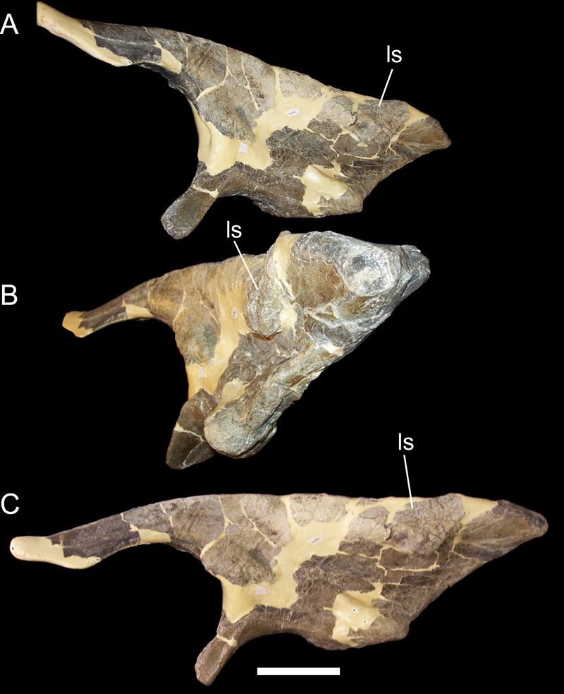 Cedrorestes — Autres ornithischiens