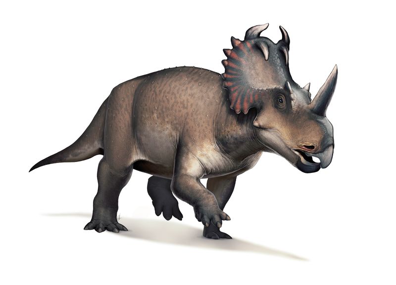 Centrosaurus — Autres ornithischiens