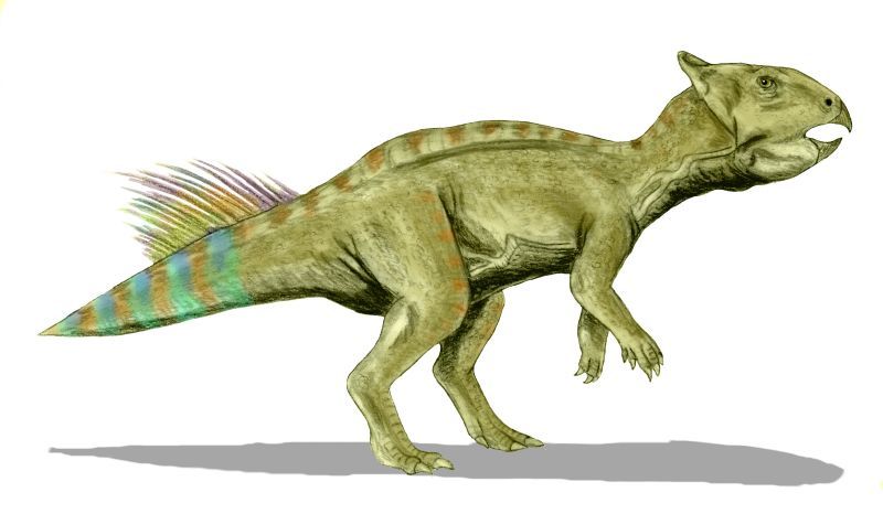 Cerasinops — Autres ornithischiens