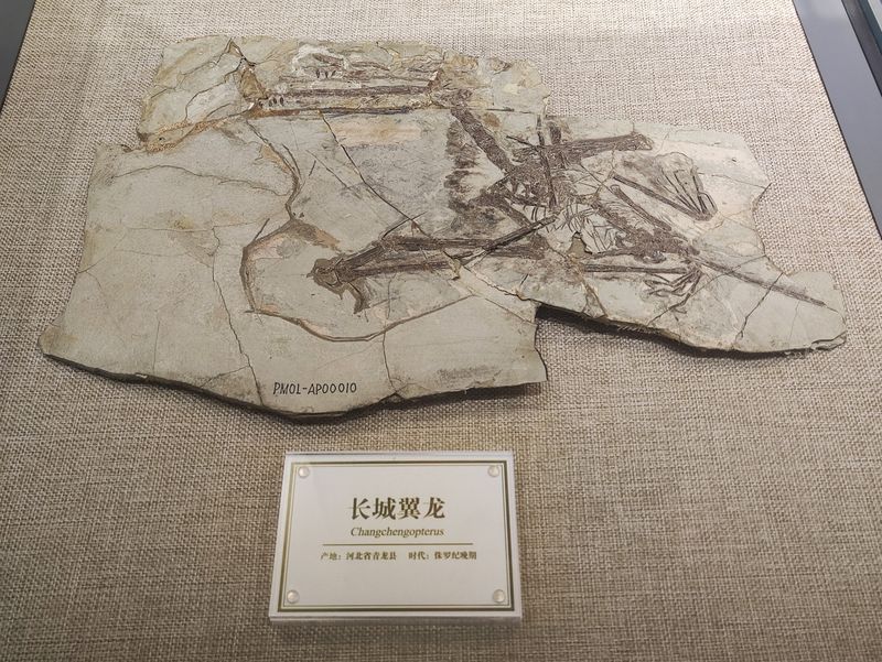 Changchengopterus — Ptérosaures
