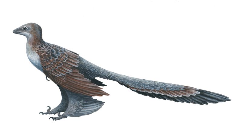 Changyuraptor — Théropodes