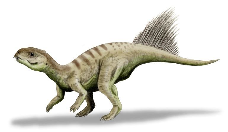 Chaoyangsaurus — Autres ornithischiens