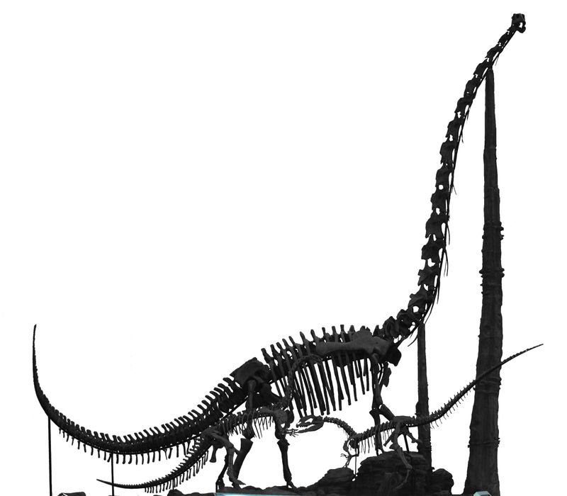 Chuanjiesaurus — Autres saurischiens