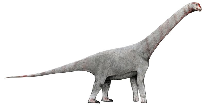Chubutisaurus — Autres saurischiens