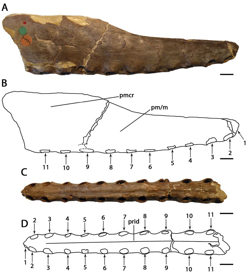 Cimoliopterus — Ptérosaures