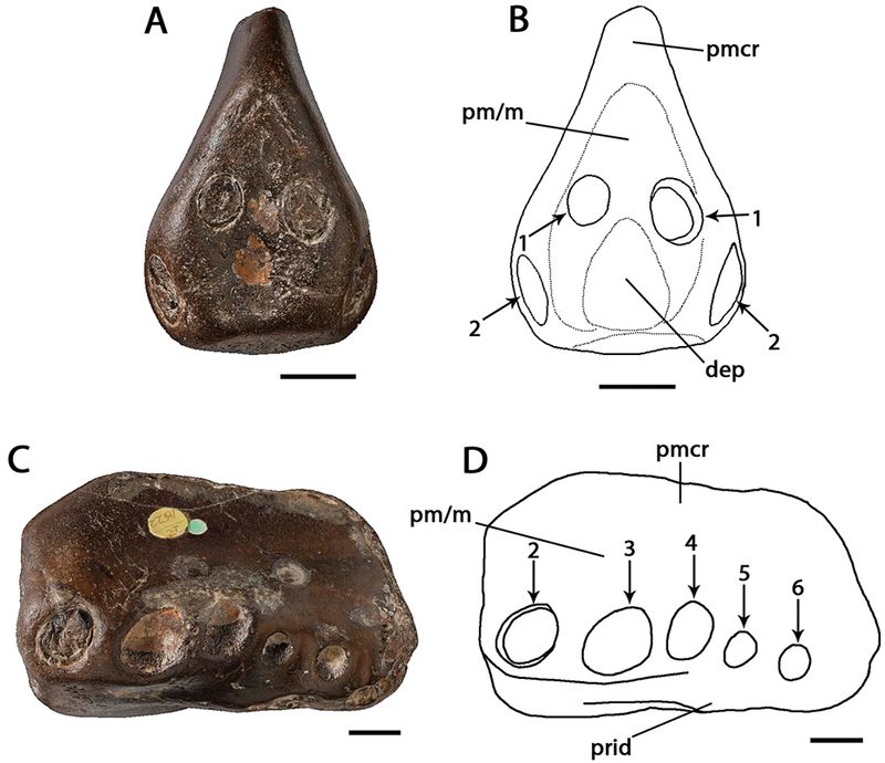 Coloborhynchus — Ptérosaures