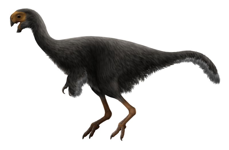 Conchoraptor — Théropodes