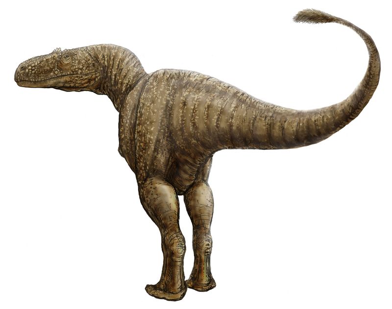Condorraptor — Théropodes