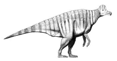 Corythosaurus — Autres ornithischiens
