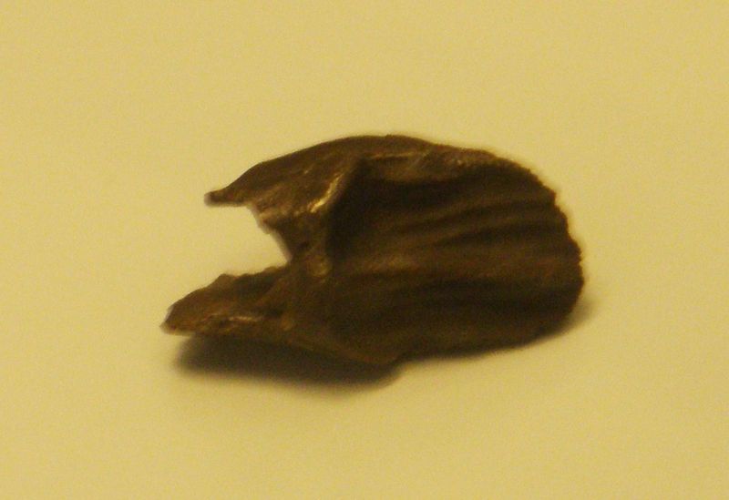 Craspedodon — Autres ornithischiens