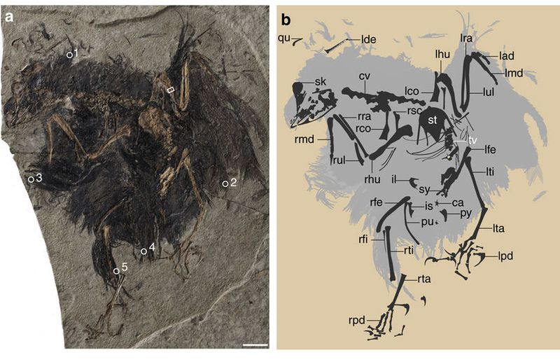 Cruralispennia multidonta — Autres