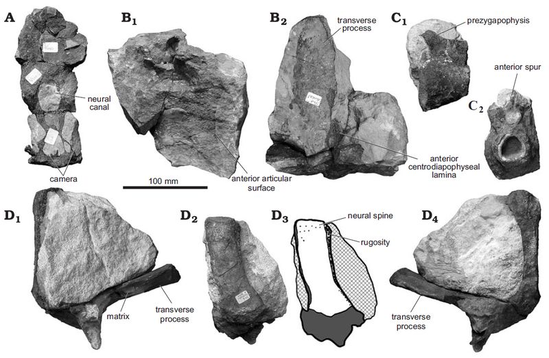 Cruxicheiros — Autres saurischiens