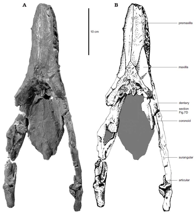Cryonectes — Reptiles marins