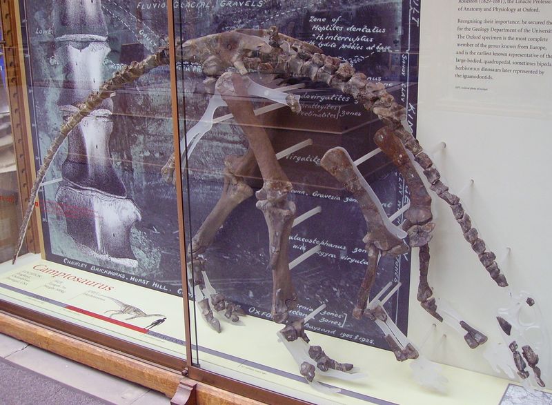 Cumnoria — Autres ornithischiens