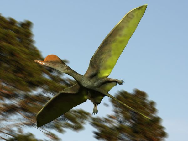 Darwinopterus — Ptérosaures
