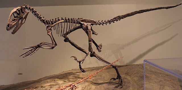 Squelette ou fossile de Deinonychus
