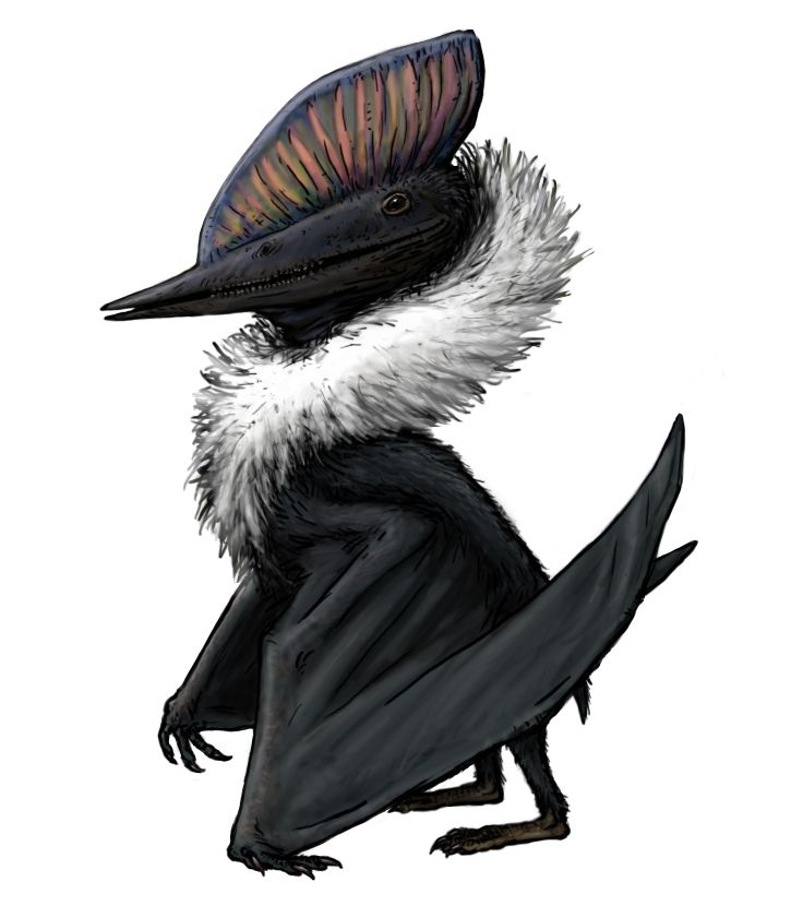 Domeykodactylus — Ptérosaures