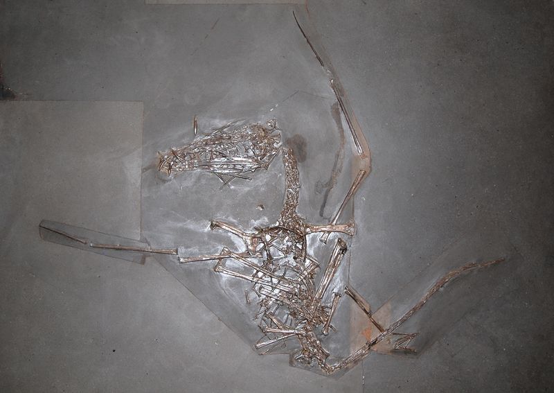 Dorygnathus — Ptérosaures