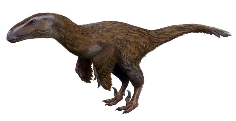 Dromaeosauroides — Théropodes