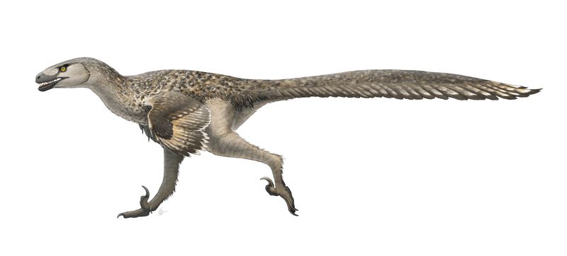Dromæosaure — Autres