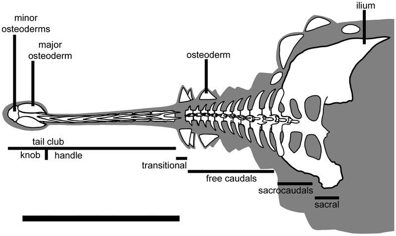 Dyoplosaurus — Autres ornithischiens