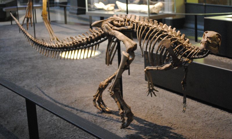 Dysalotosaurus — Autres ornithischiens