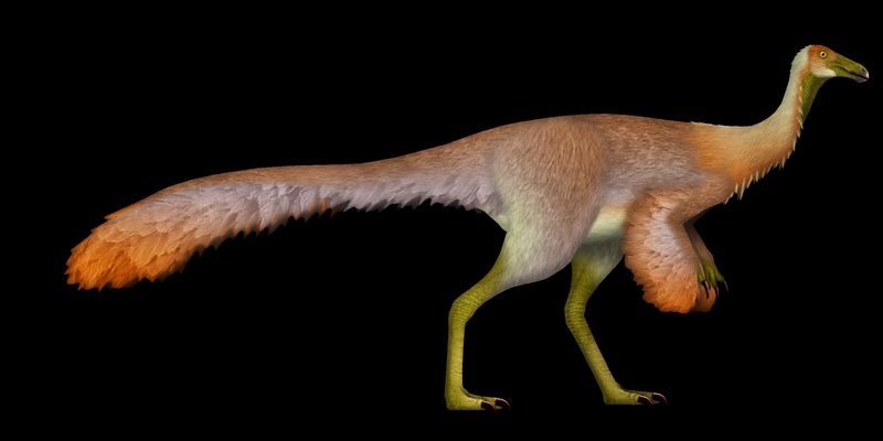 Dzharacursor bissektensis — Autres