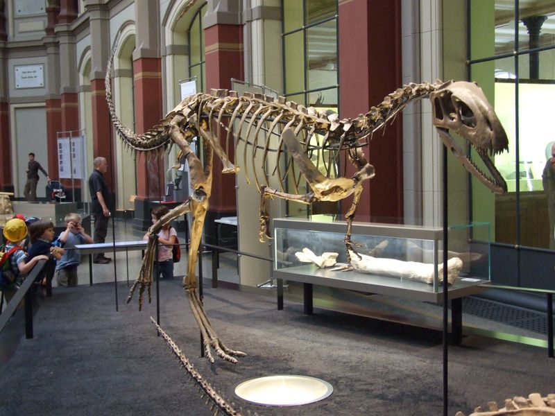 Elaphrosaurus — Théropodes