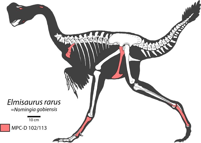 Elmisaurus — Théropodes