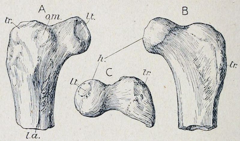 Elopteryx nopcsai — Autres