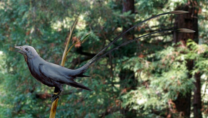 Eoconfuciusornis zhengi — Autres