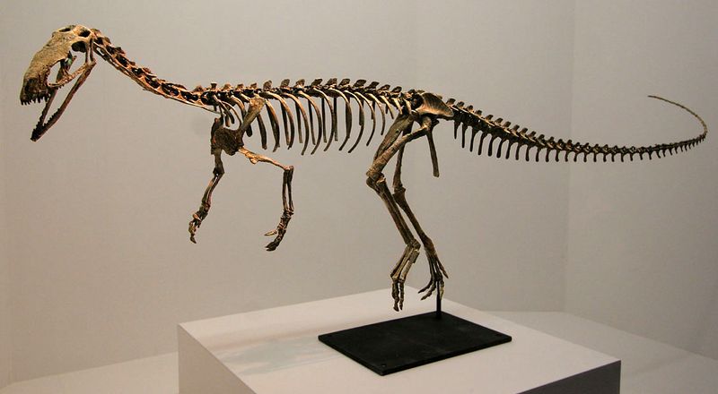 Eodromaeus — Autres saurischiens