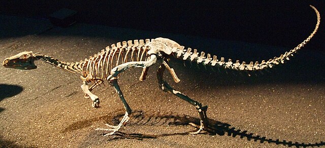 Squelette ou fossile de Éoraptor