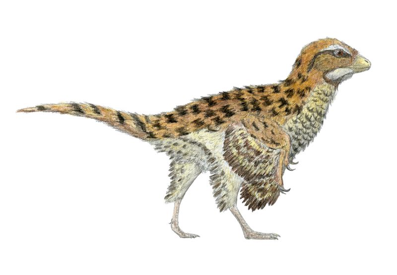 Eosinopteryx — Théropodes