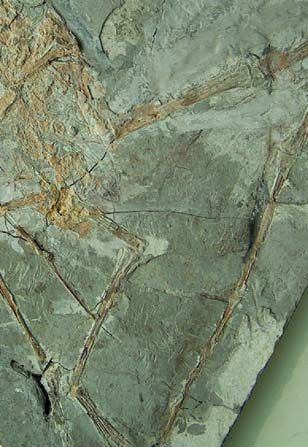 Eosipterus — Ptérosaures