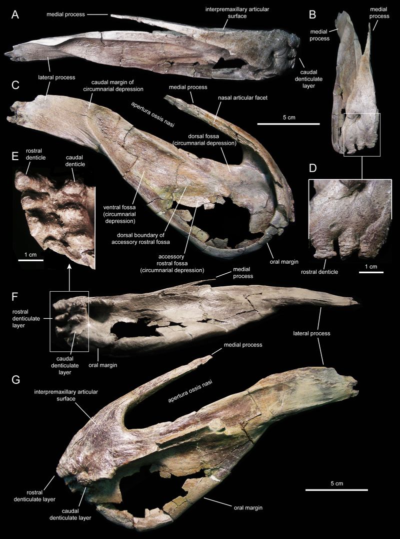 Eotrachodon — Autres ornithischiens