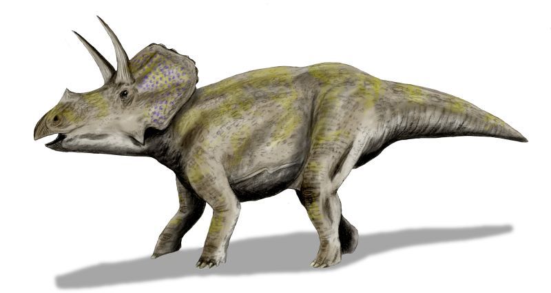 Eotriceratops — Autres ornithischiens