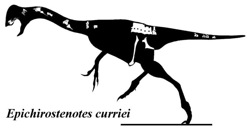 Epichirostenotes — Théropodes