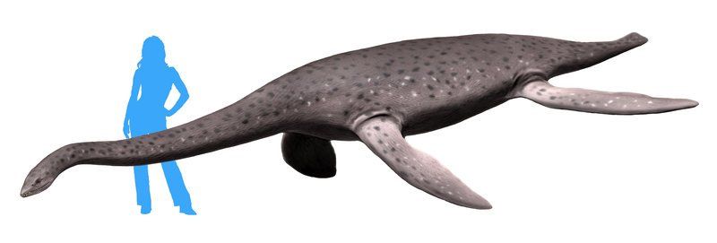 Eromangasaurus — Reptiles marins