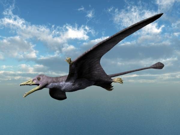 Eudimorphodon — Ptérosaures