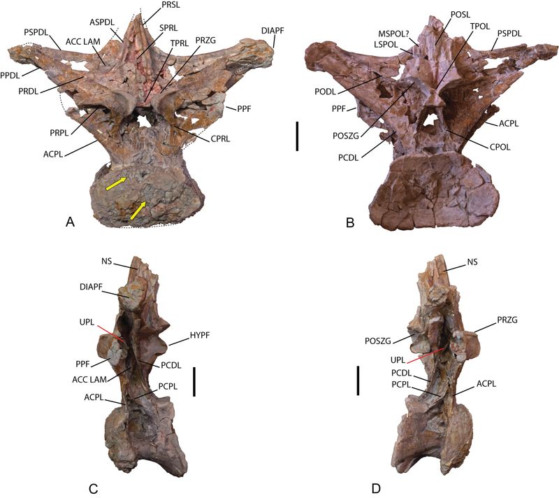 Europatitan — Autres saurischiens
