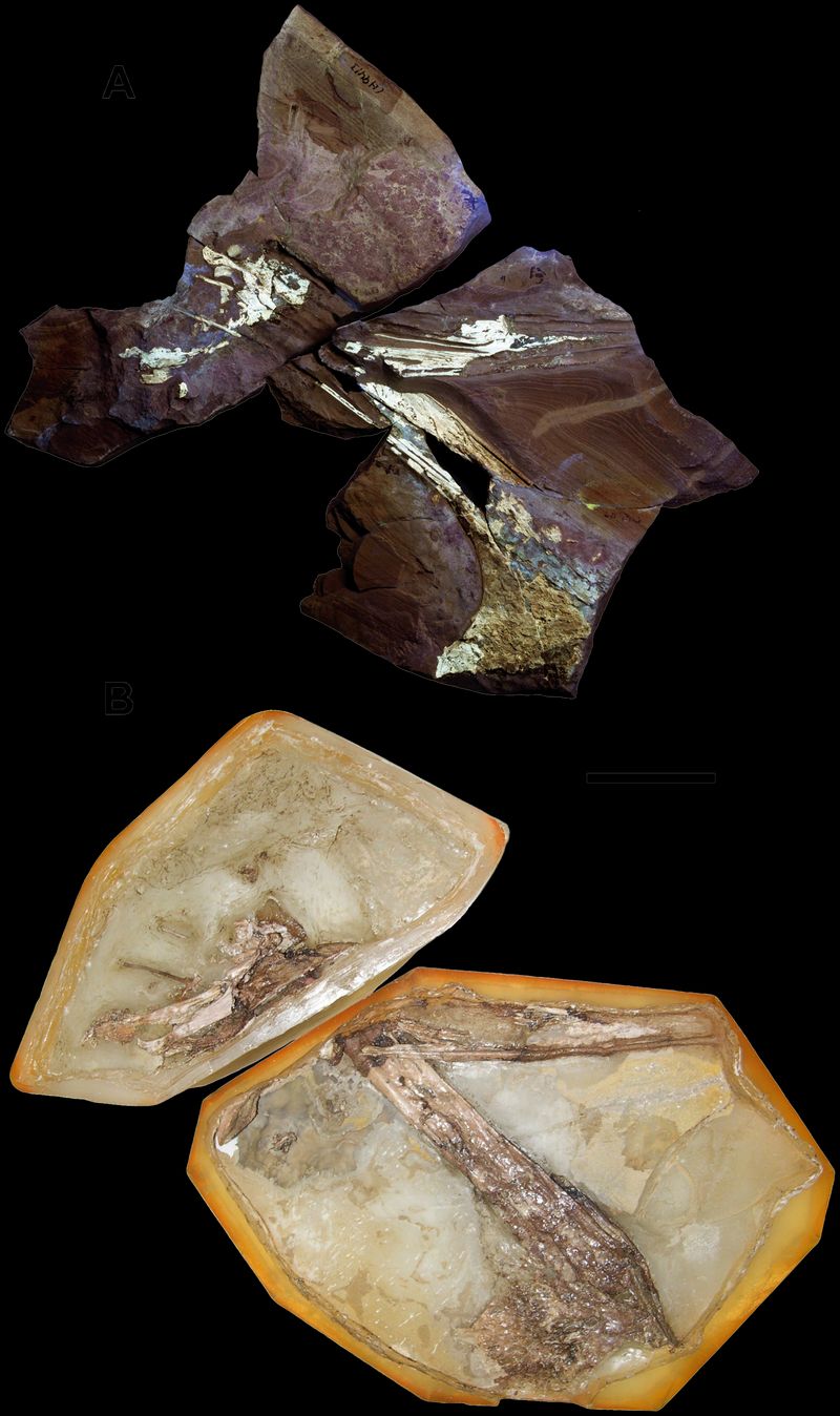 Europejara olcadesorum — Ptérosaures