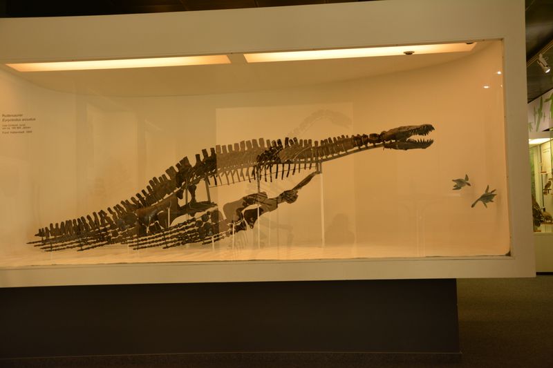 Eurycleidus — Reptiles marins
