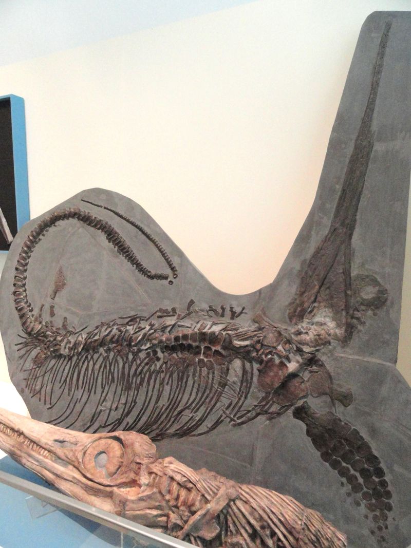 Excalibosaurus — Reptiles marins