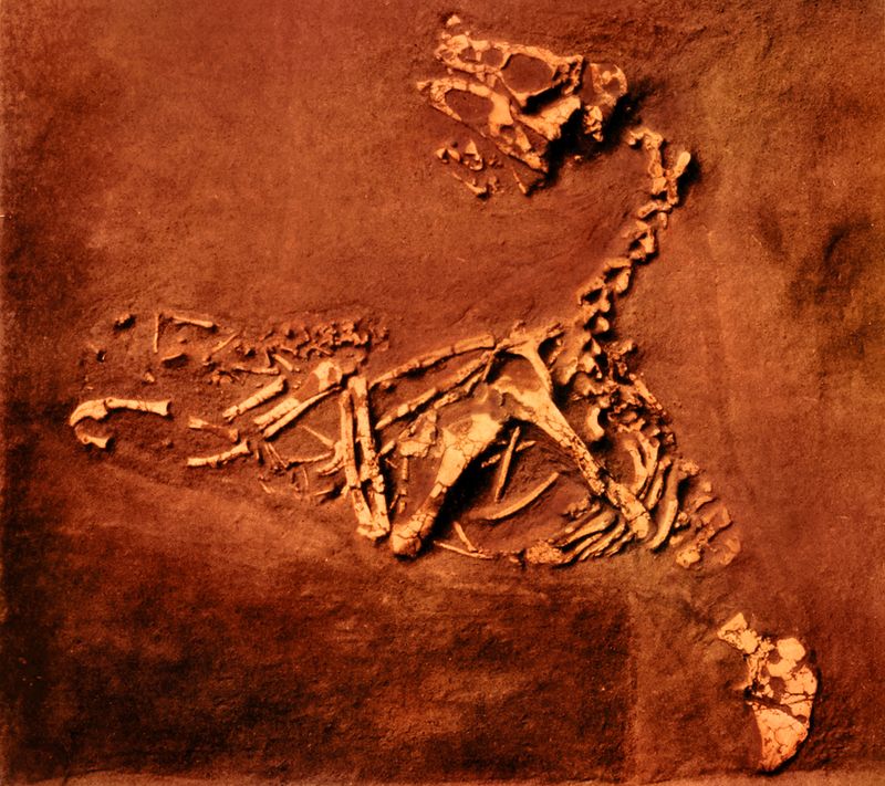 Oviraptor — Théropodes